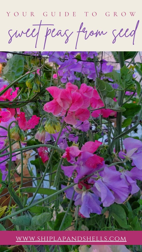 your guide to grow sweet peas from seed
