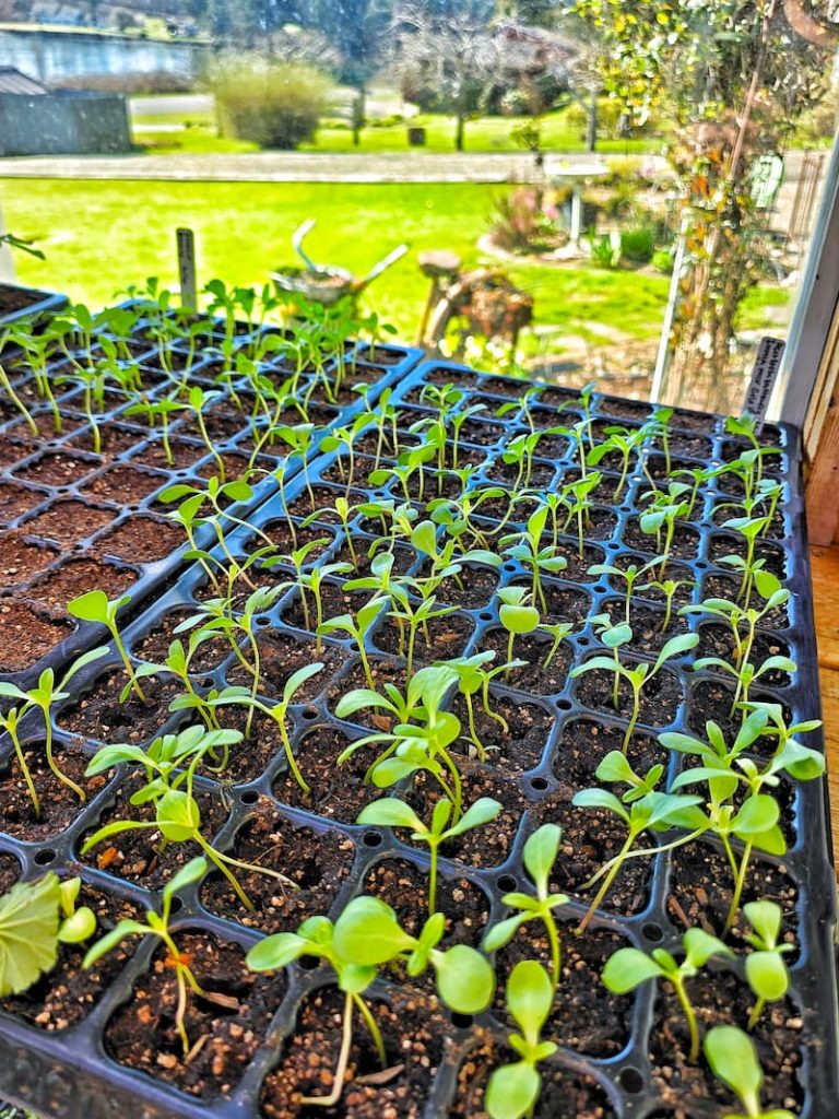 transplanting flower seedlings: zinnia seedlings in the greenhouse