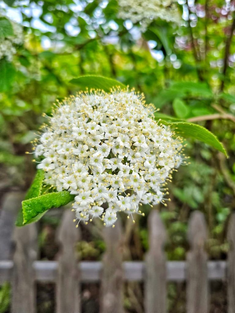 Blackhaw Viburnum bloom