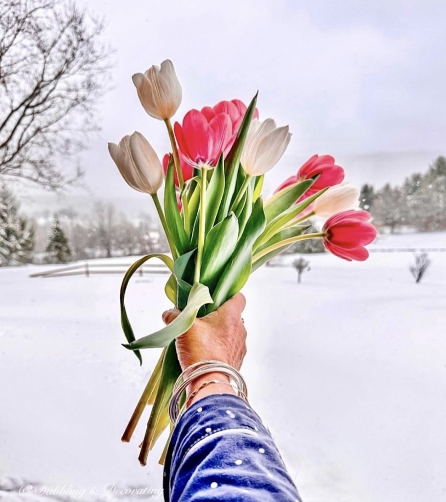 tulips in the snow