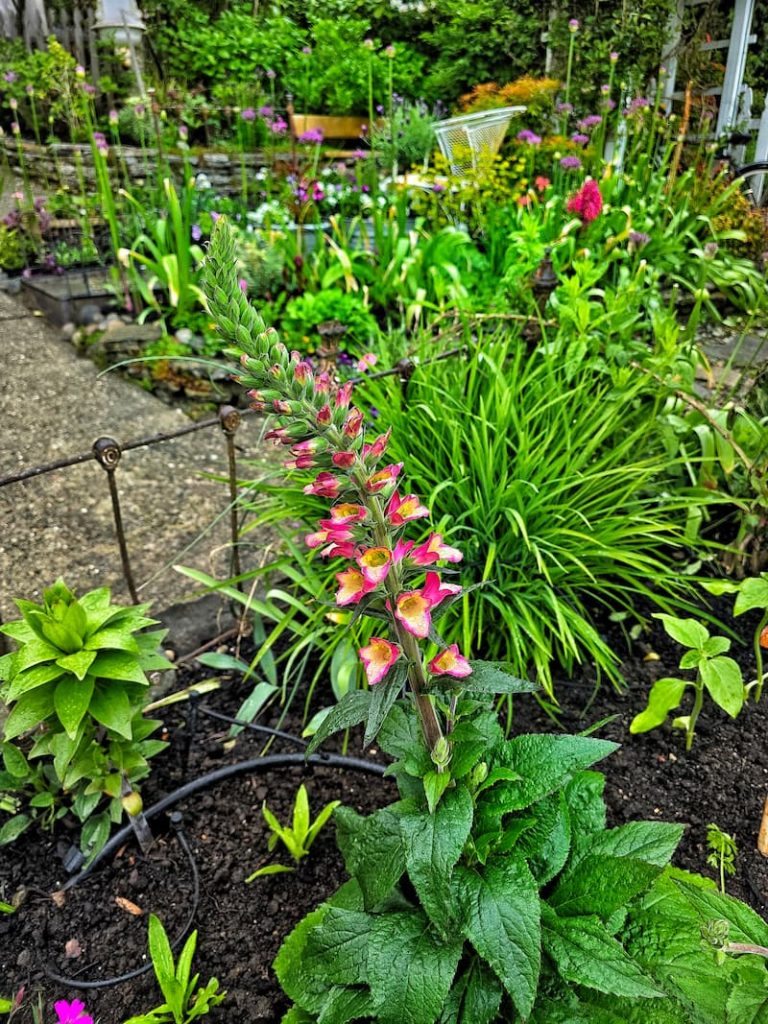 cottage garden with foxgloves growing