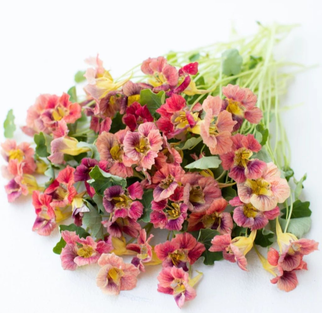 nasturtiums Floret Flowers
