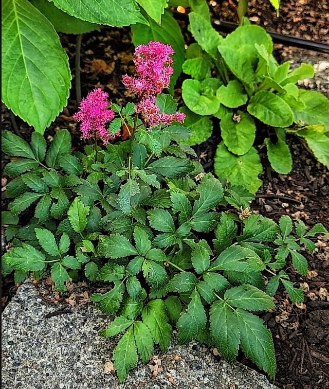 fuchsia astilbe growing in the garden