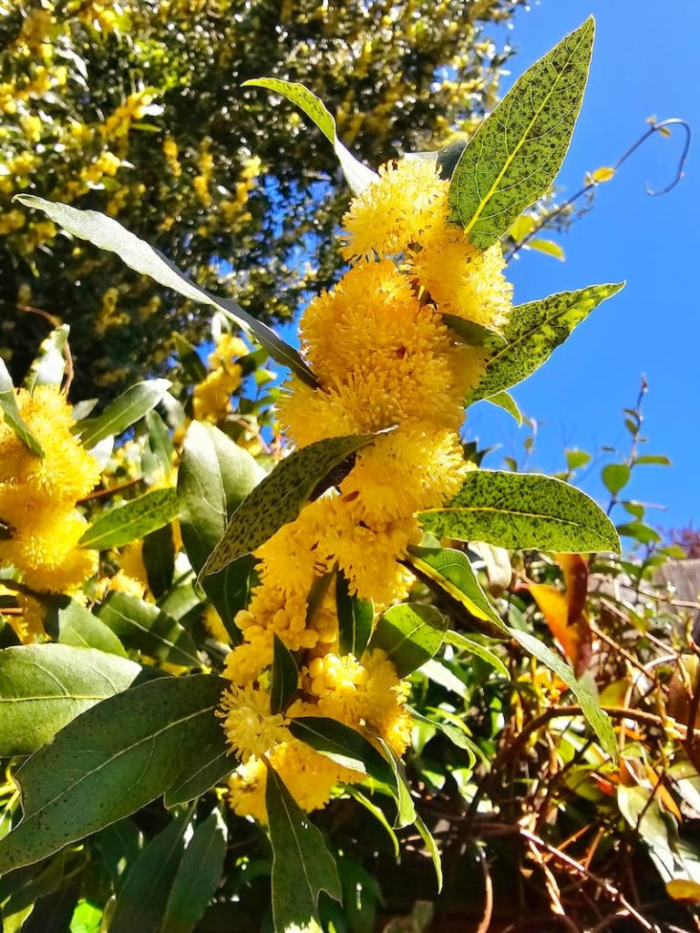 yellow blooms on bay leaf tree