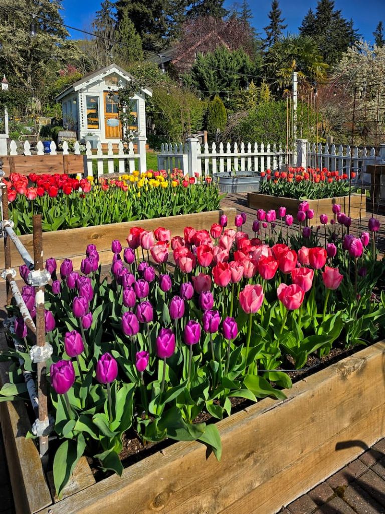 tulips in the raised bed garden in front of the greenhouse