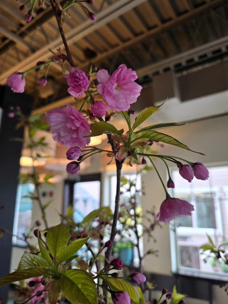 cherry tree flowering blossoms in vase