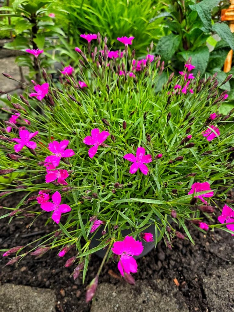 pink dianthus