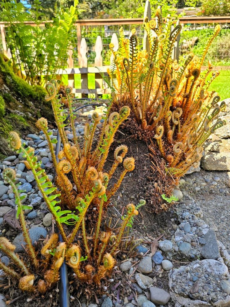 new fern fronds in the garden