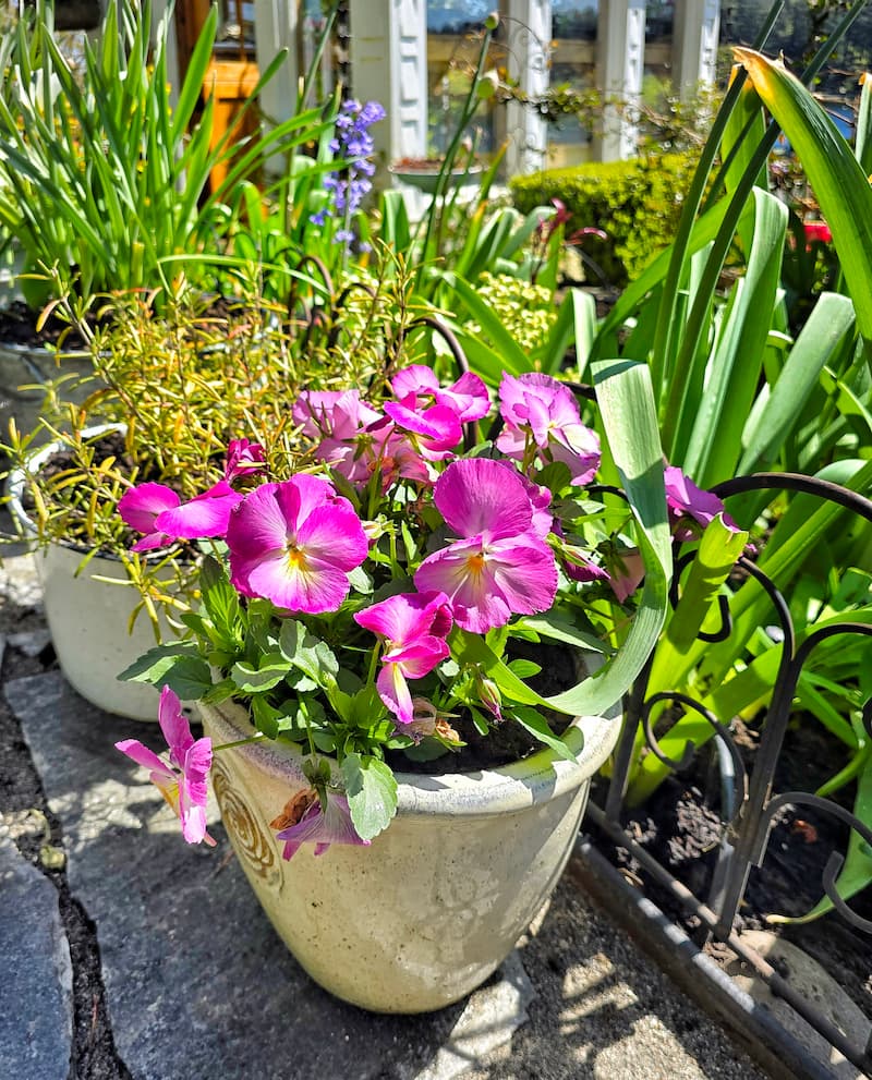 pink violas in a container