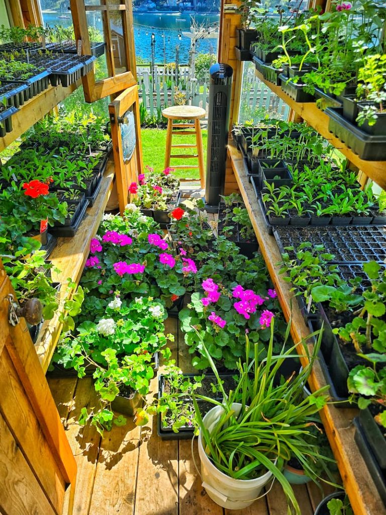 seedlings and geraniums in greenhouse