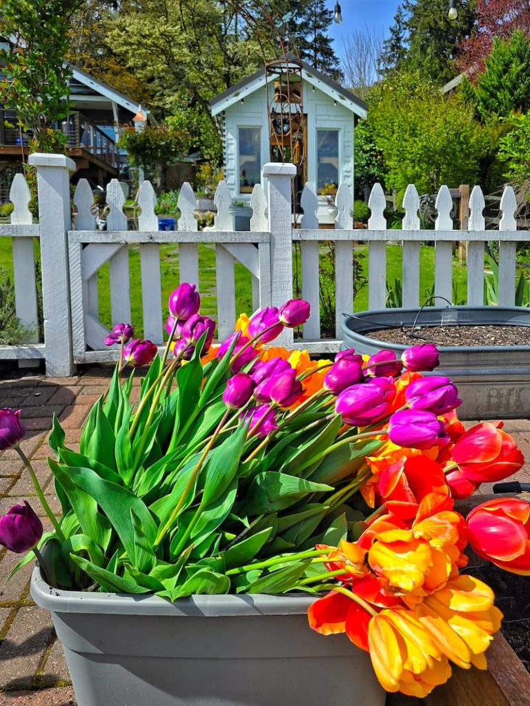 harvested bright tulips