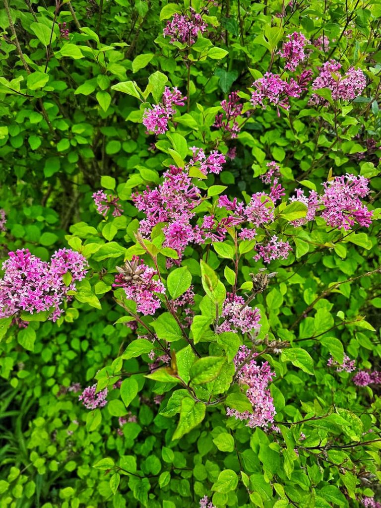 lilac tree in the cottage garden