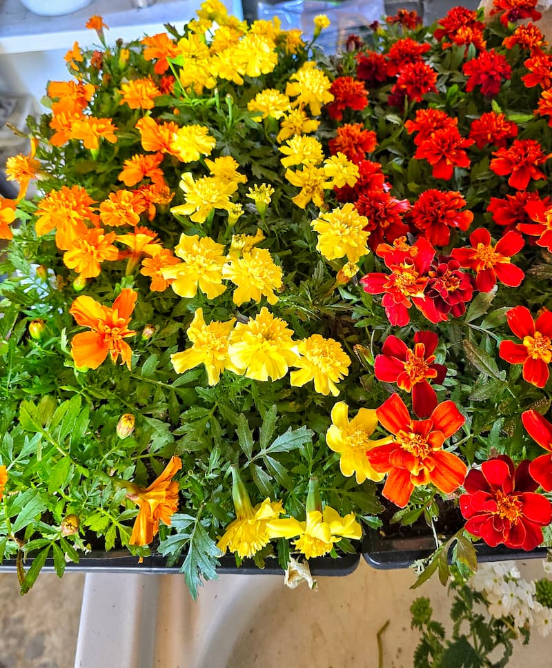different colors of marigolds
