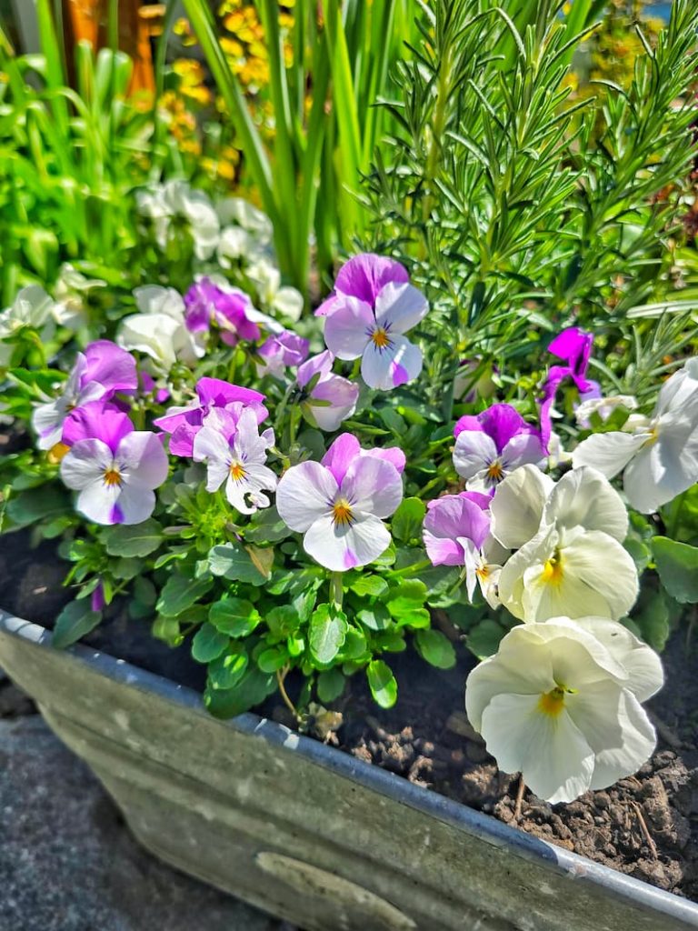 purple and white pansies in galvanized container