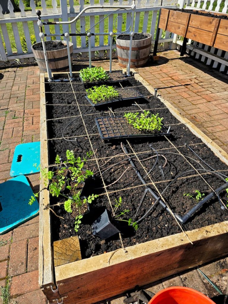 transplanting seedlings in the raised beds