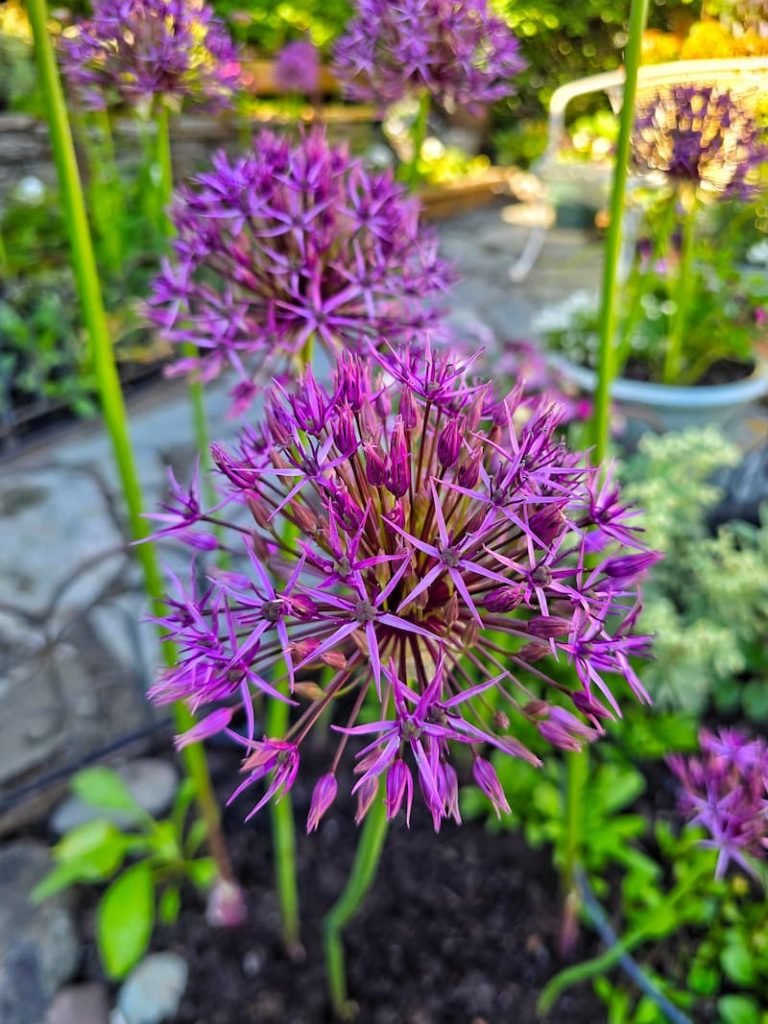 Saltwater Sounds: May in Bloom and a Quiet Mother’s Day