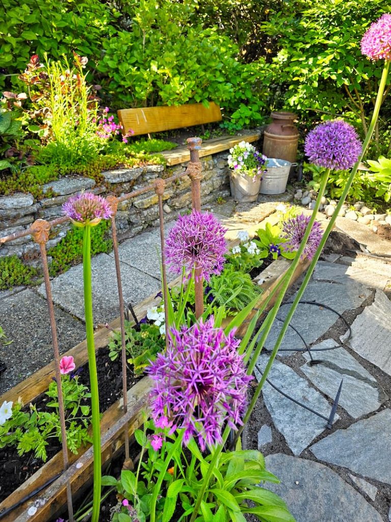 How to Weed the Garden:  purple alliums in the garden