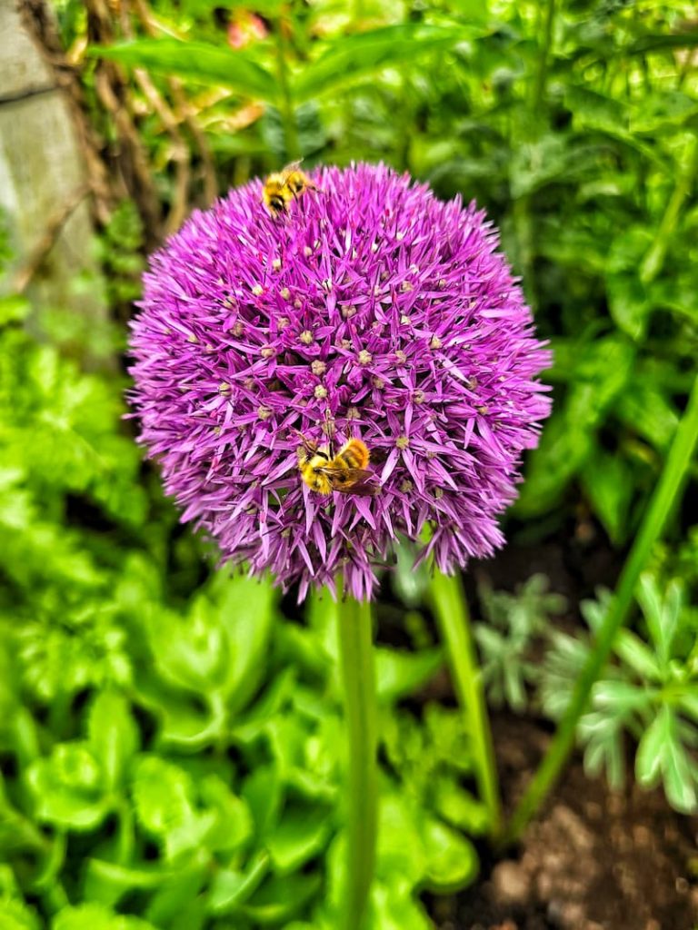 purple allium with bees pollinating