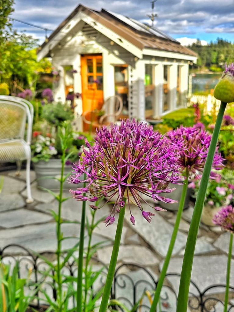 alliums and greenhouse
