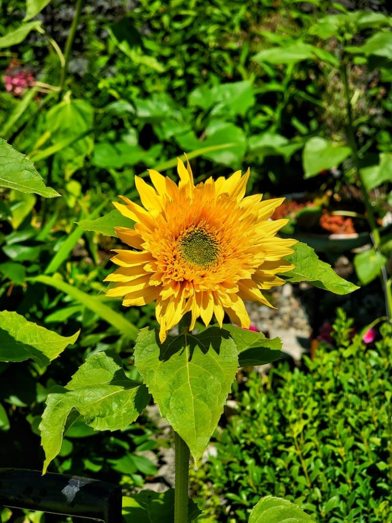 frilly sunflower