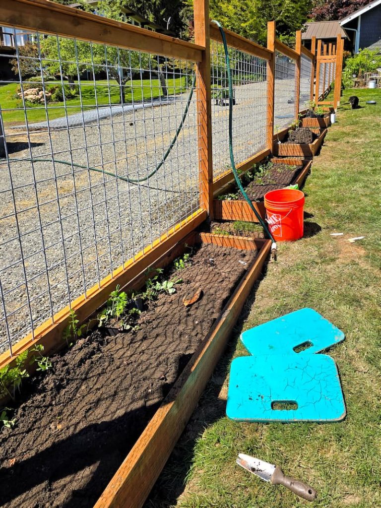 garden beds with seedlings planted