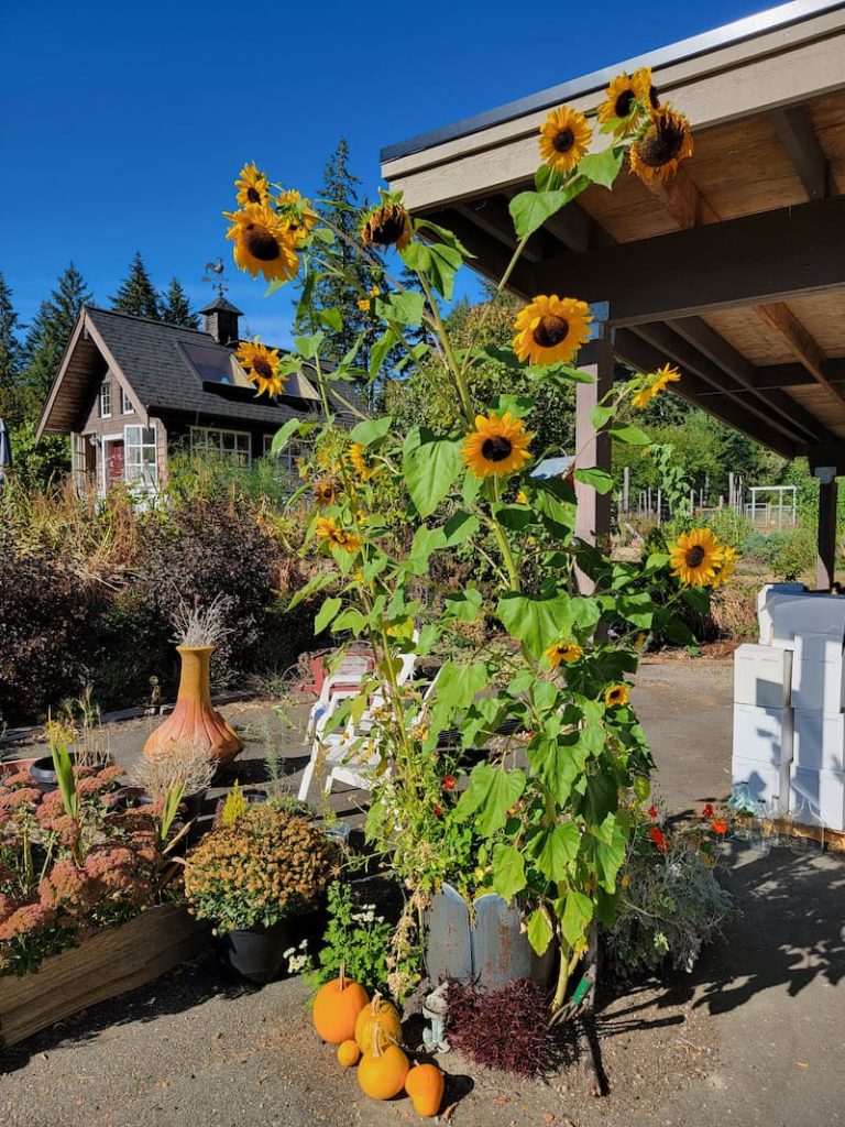 sunflowers growing in containers