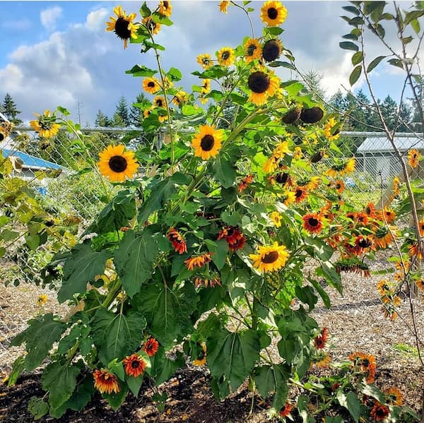 flower companion planting: sunflowers growing in the garden