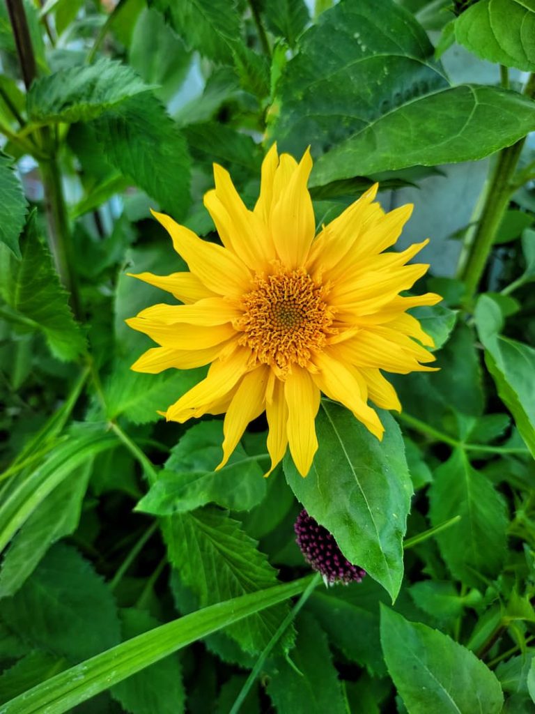 growing sunflowers from seed