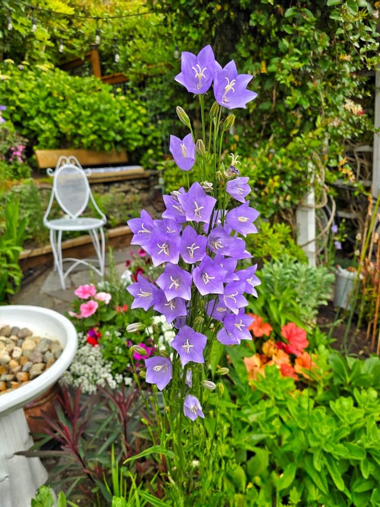 purple bellflower growing in the garden