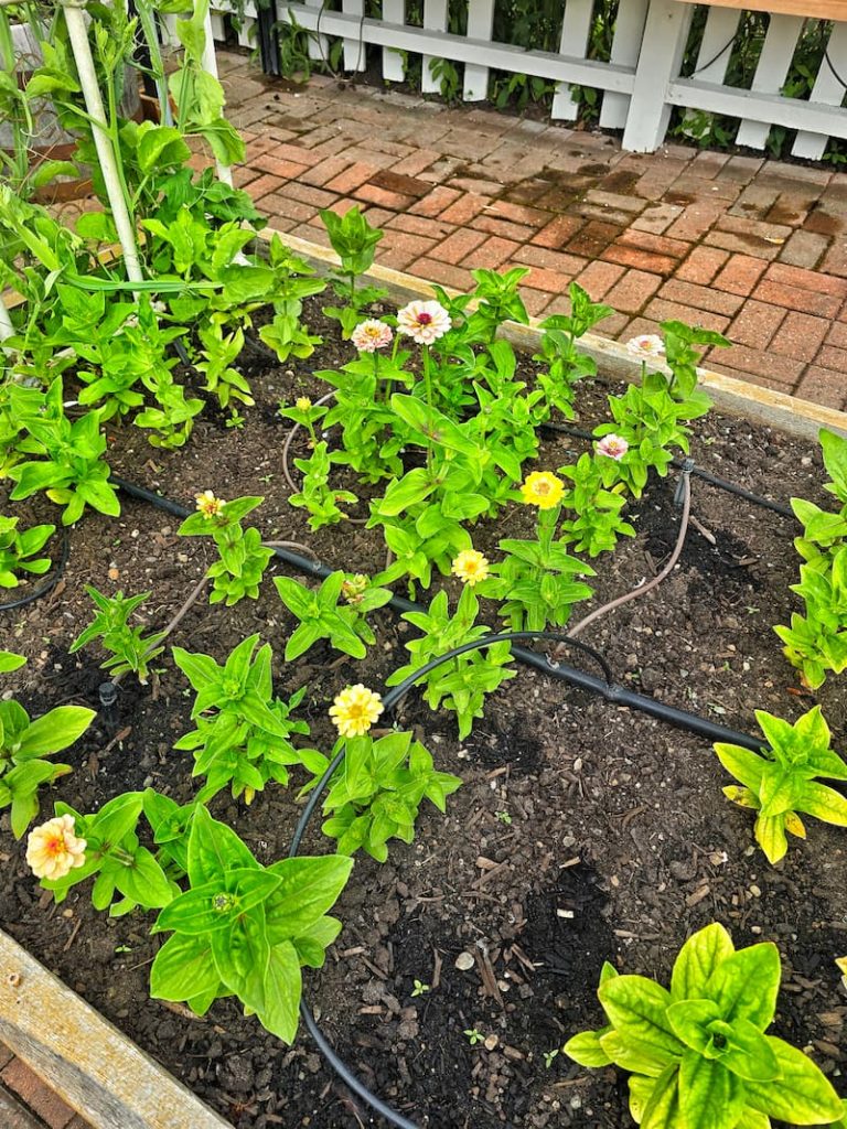 pastel zinnias growing in the raised beds