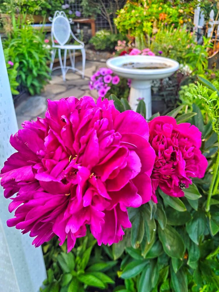 fuchsia peonies growing in the garden