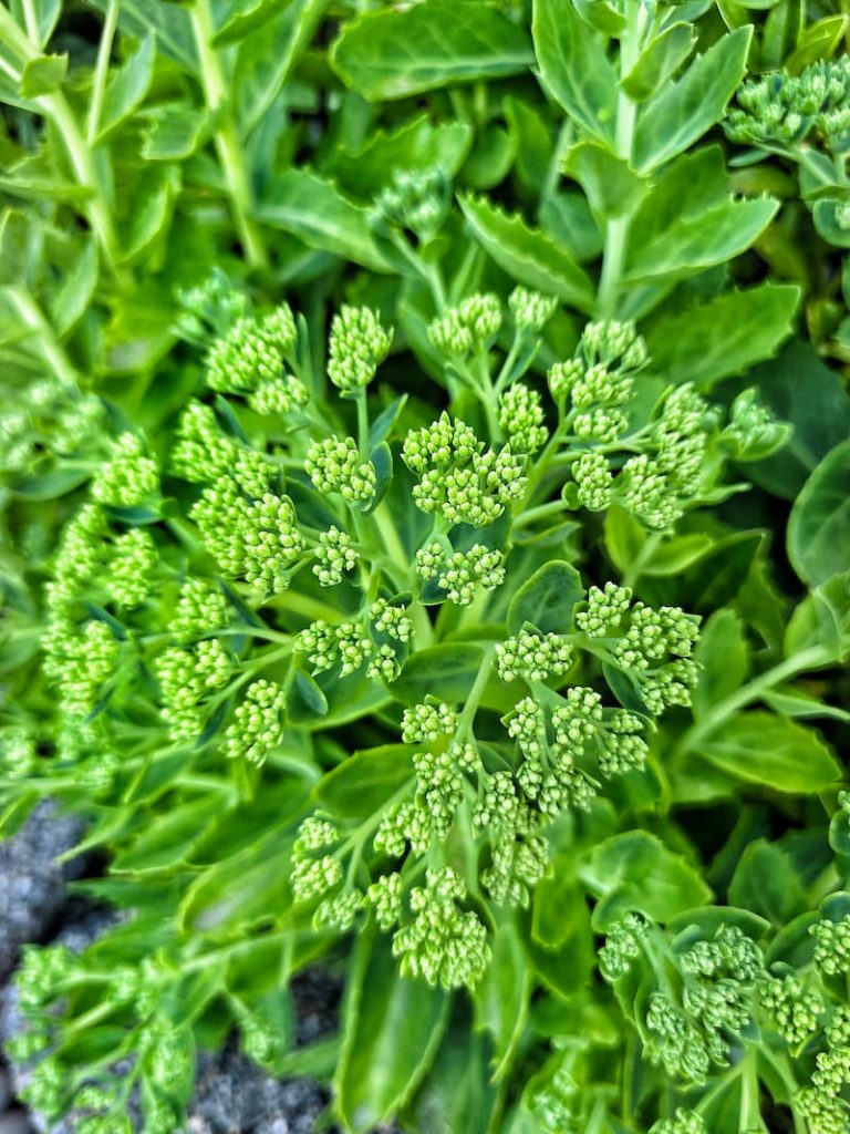 green Sedum Autumn Joy