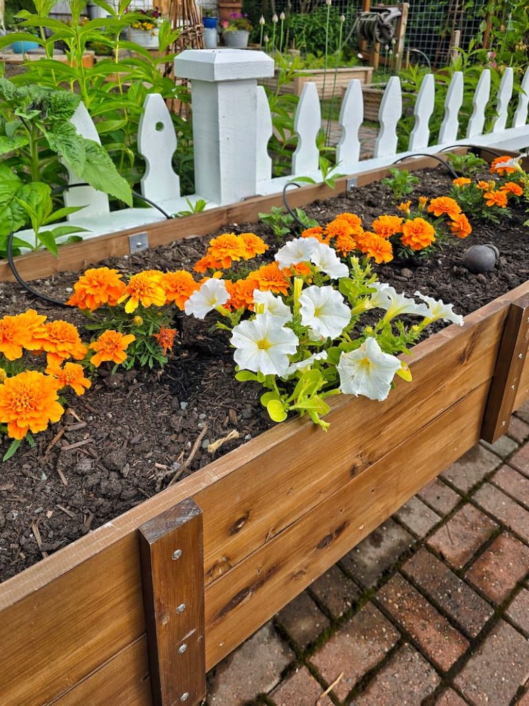 cut flower garden container with white petunias, orange marigolds, and potatoes growing