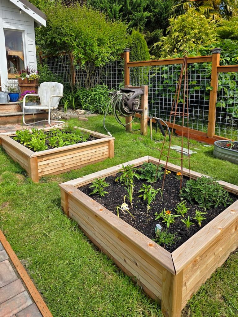 two raised beds in the garden