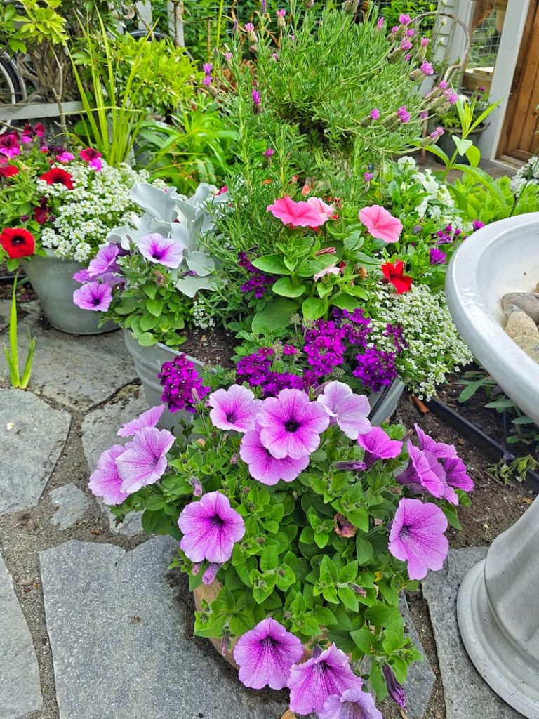 pink petunias, verbena, and sweet alyssum in flower containers