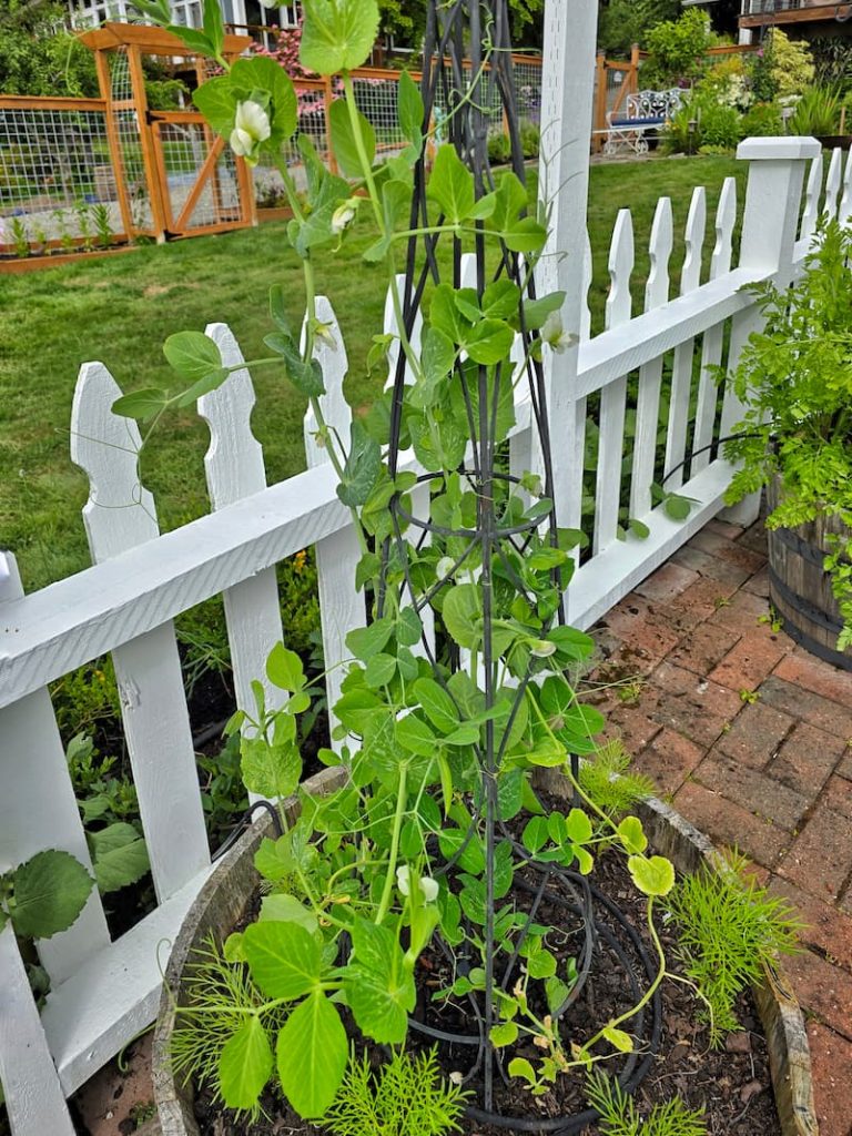 snap peas growing in the garden