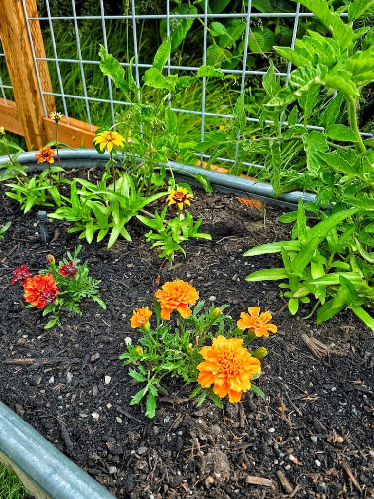 flower companion planting: marigolds, zinnias, and tomatoes in the container