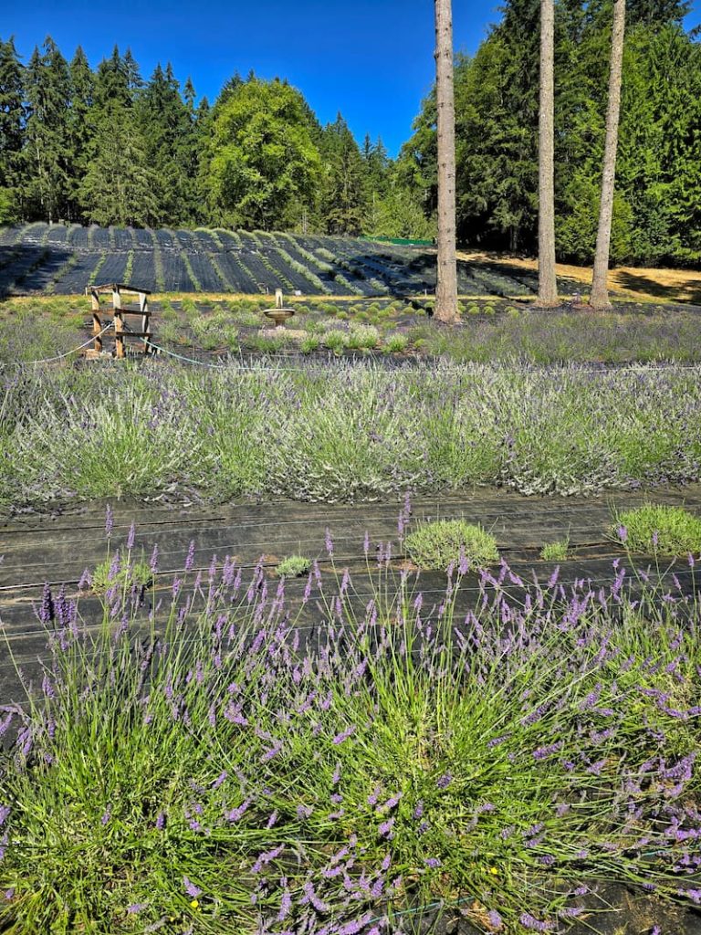 Astrid's Lavender Farm