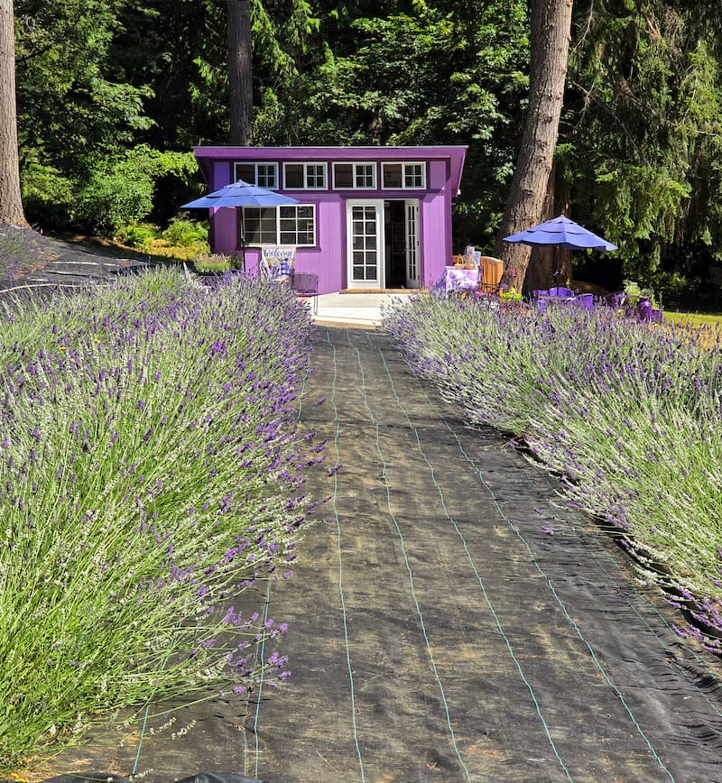 Astrid's Lavender Farm