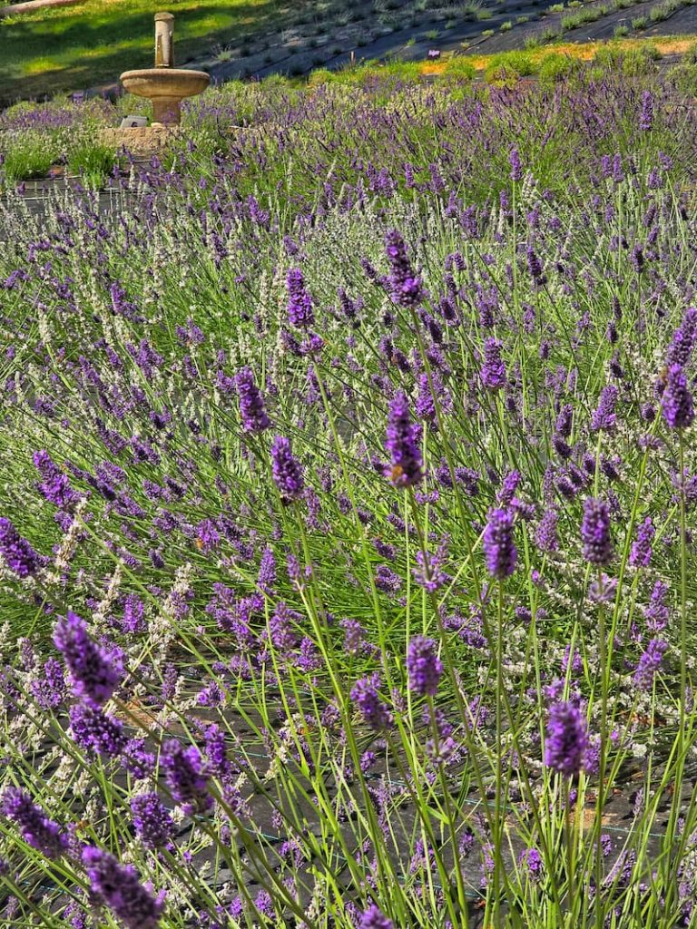 Astrid's Lavender Farm