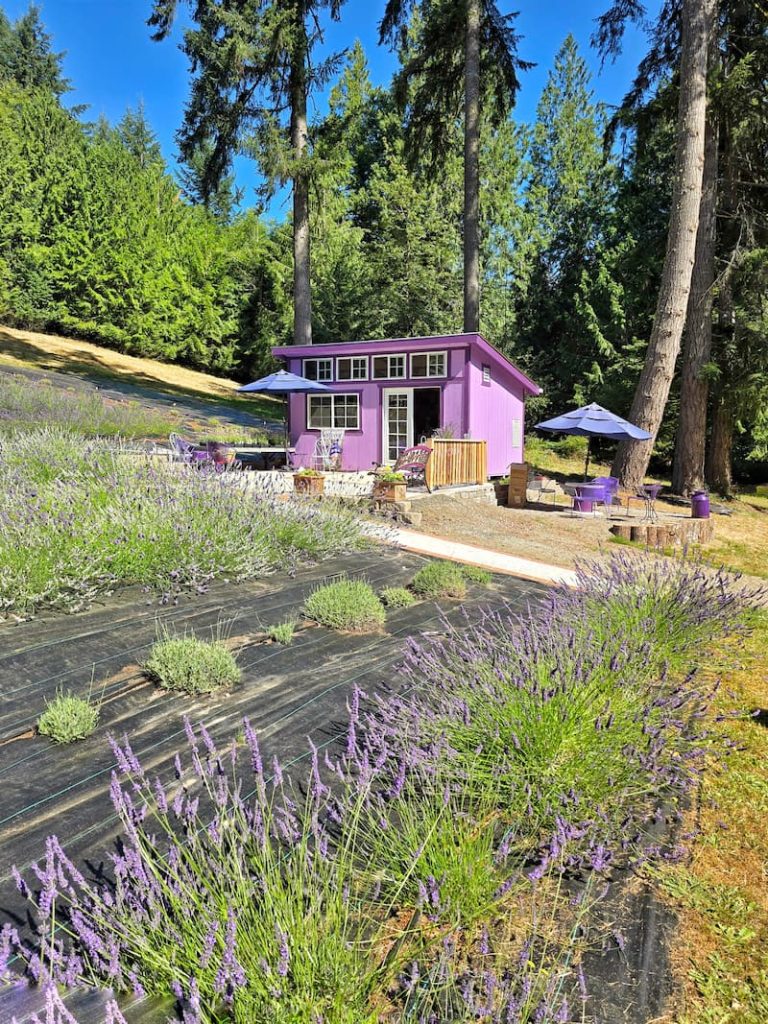 Astrid's Lavender Farm