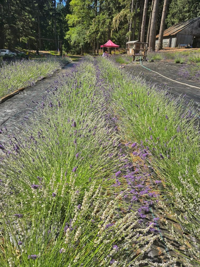 Astrid's Lavender Farm