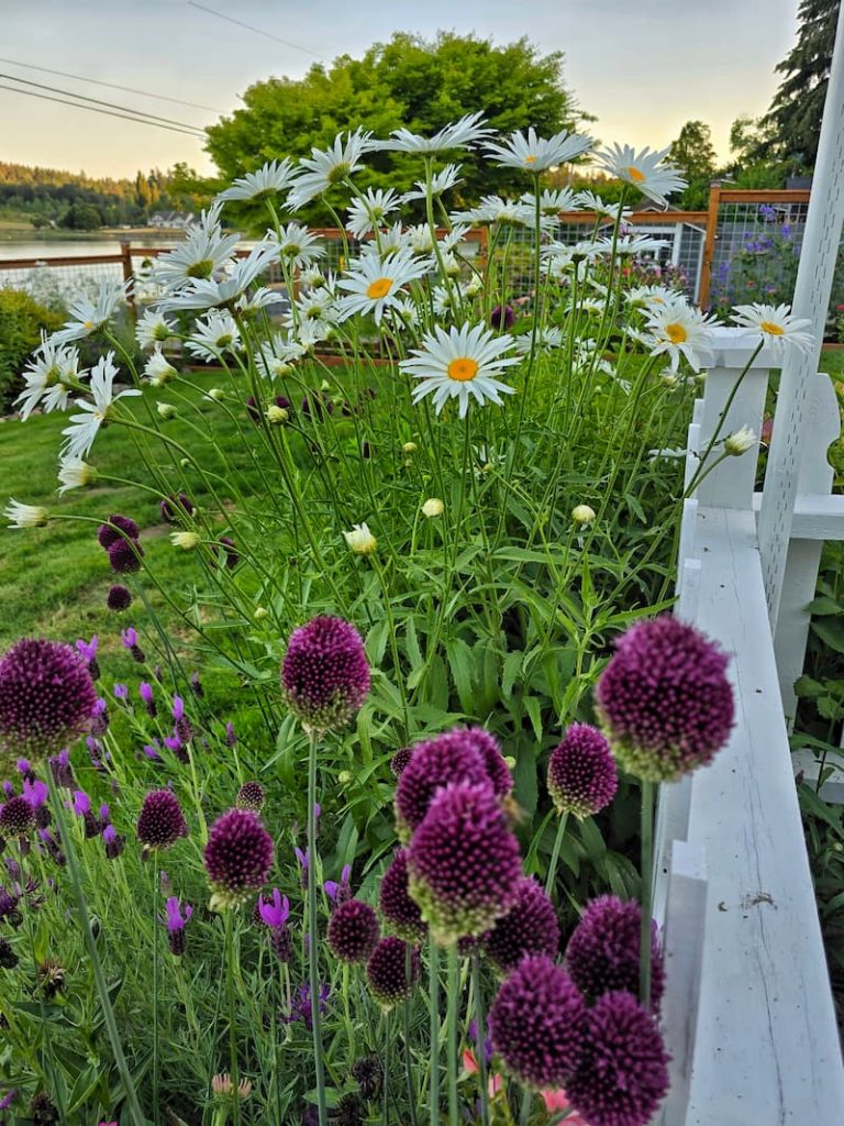 daisies and purple alliums growing in the cottage garden