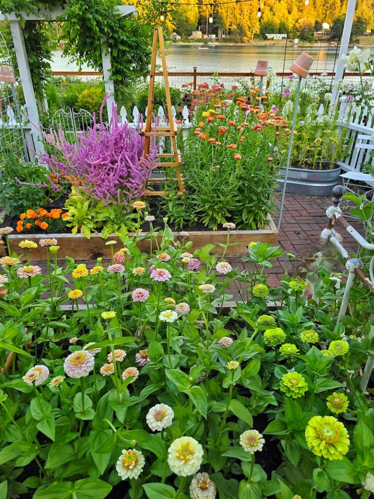 cut flower garden with zinnias, Russian statice and strawflowers