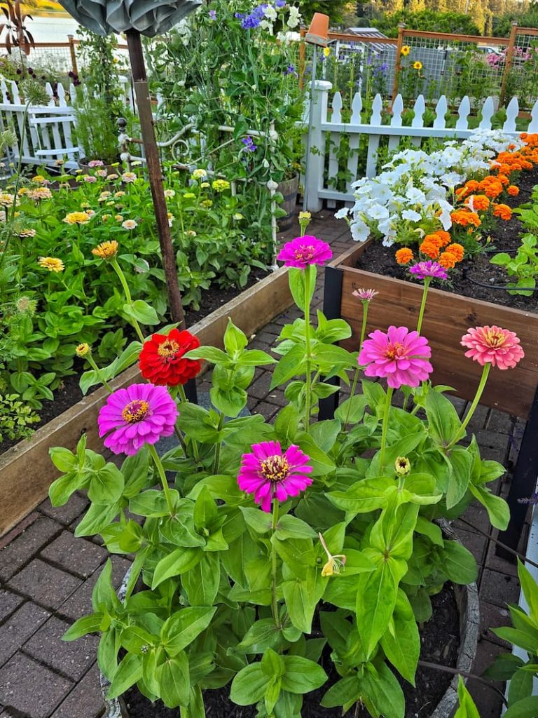 zinnias, white petunias, and orange marigolds are growing in the garden