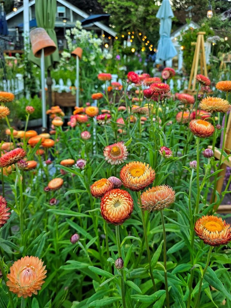 apricot strawflowers growingi n the garden