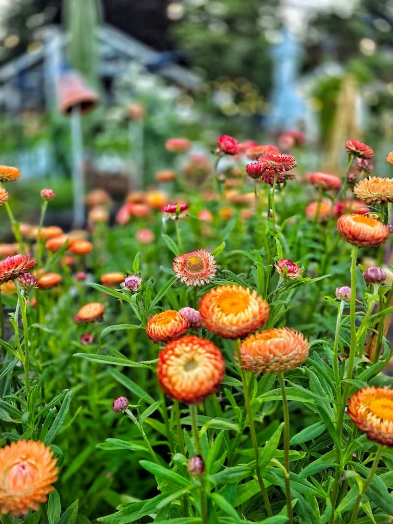 apricot strawflowers growing in the garden