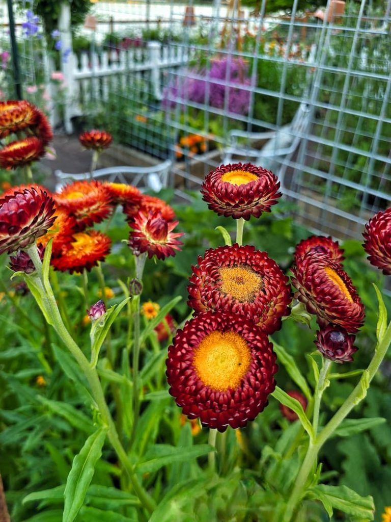 scarlet strawflowers growing in the garden