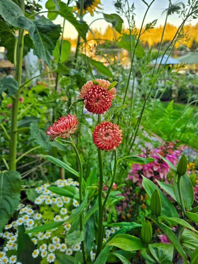 apricot strawflowers growing in the garden