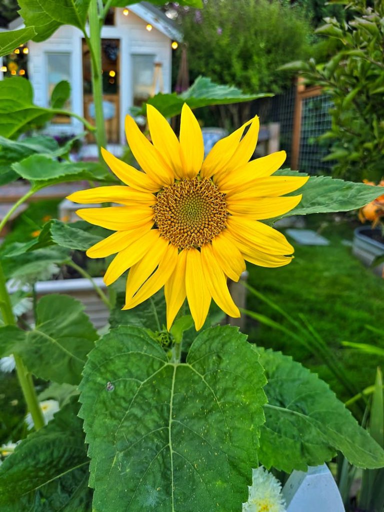 yellow sunflowers in front of the greenhouse